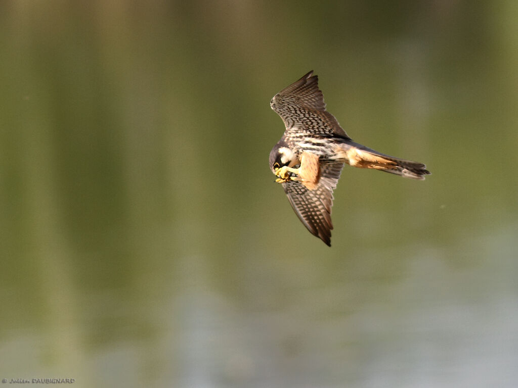 Eurasian Hobbyadult, identification, Flight, eats