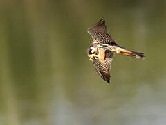 Eurasian Hobby