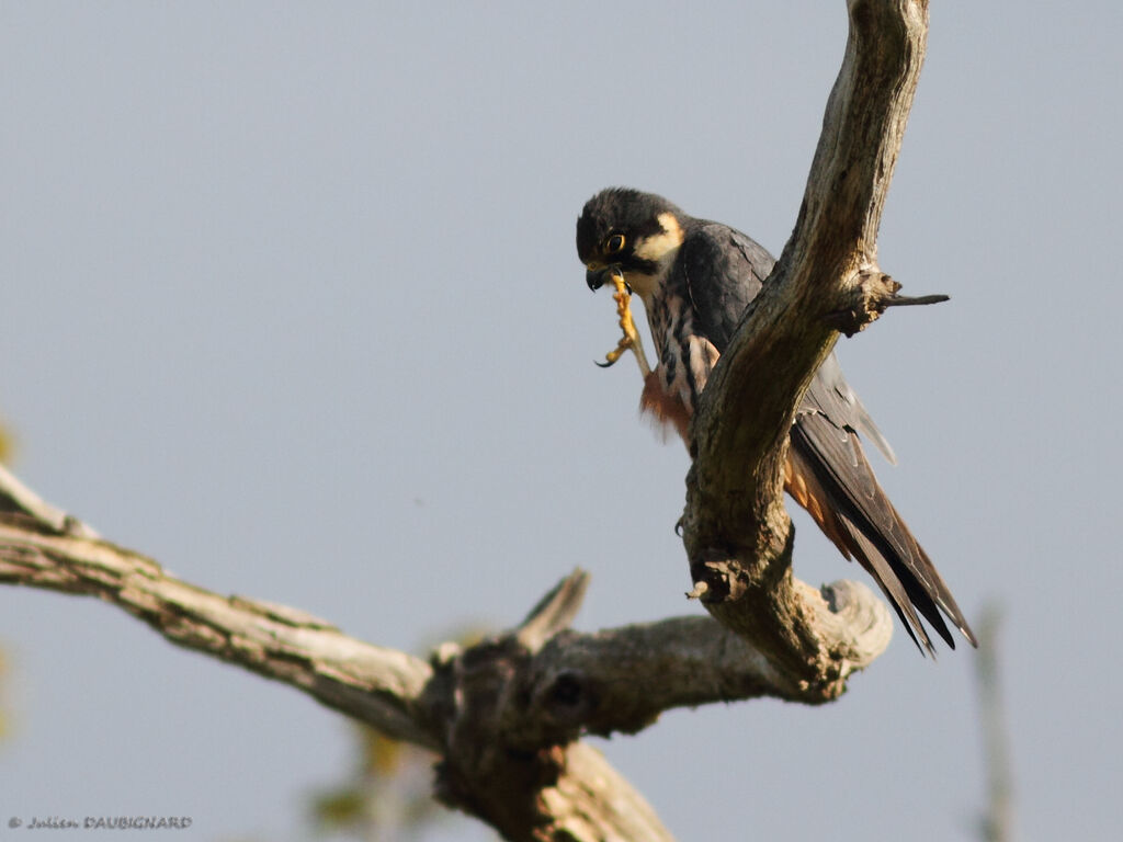 Eurasian Hobbyadult, identification