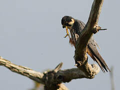 Eurasian Hobby