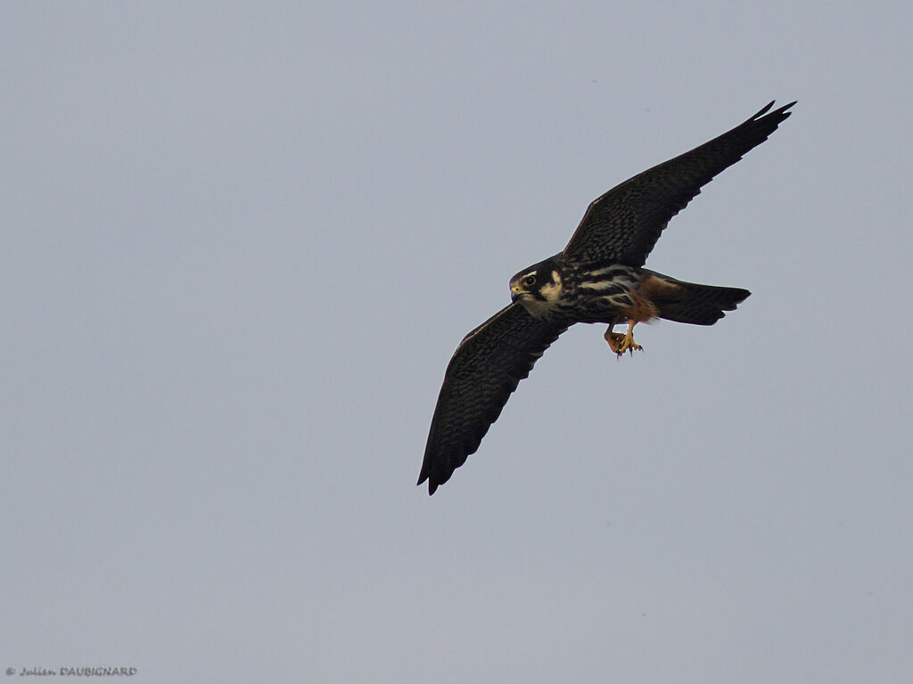 Eurasian Hobbyadult, Flight