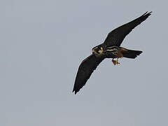 Eurasian Hobby