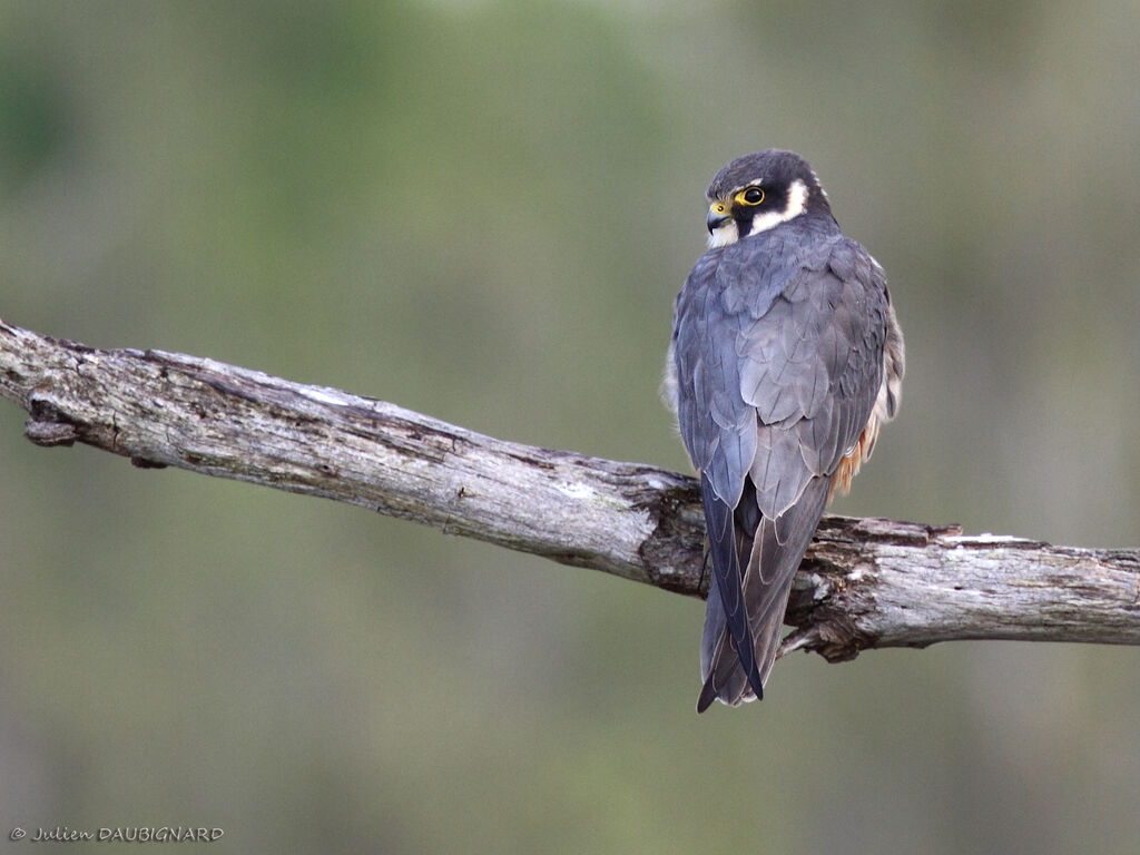 Faucon hobereauadulte, identification