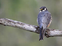 Eurasian Hobby