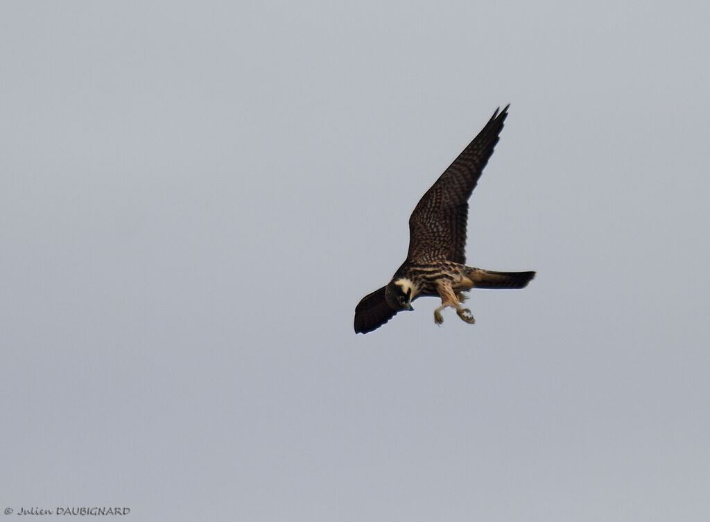 Eurasian Hobbyimmature, Flight