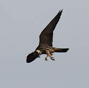 Eurasian Hobby