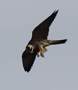 Eurasian Hobby