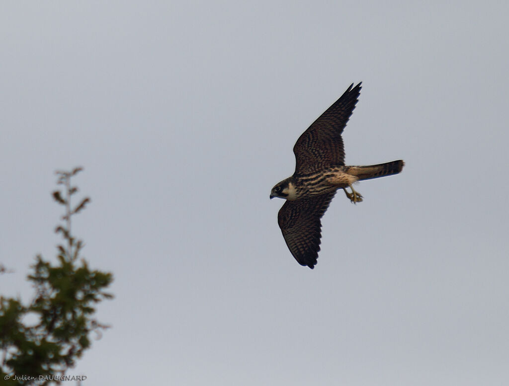 Eurasian Hobbyimmature, Flight