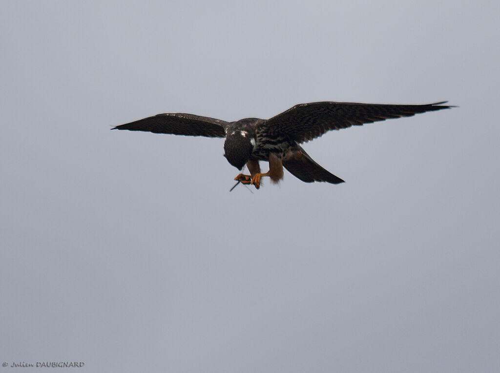 Eurasian Hobby, Flight