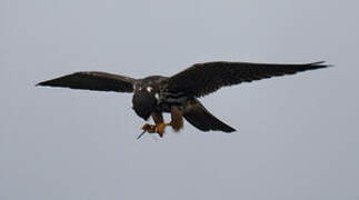 Eurasian Hobby