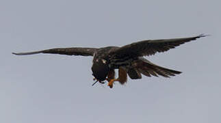 Eurasian Hobby