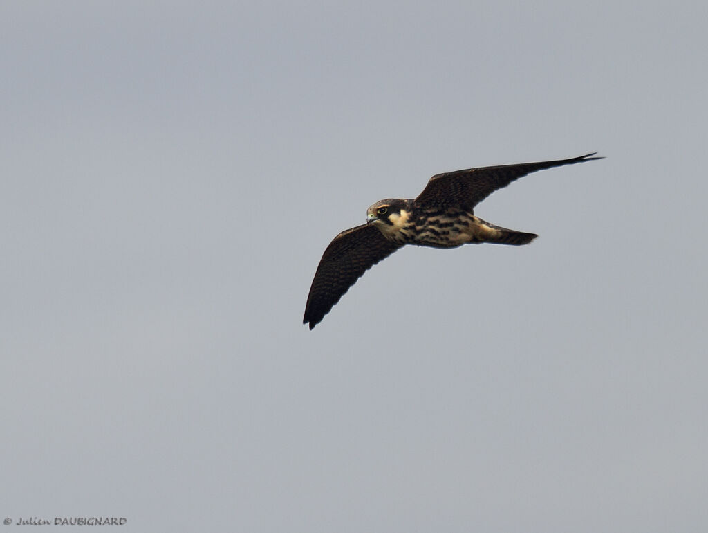 Eurasian Hobbyimmature, identification