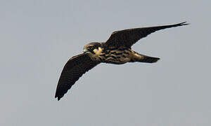 Eurasian Hobby