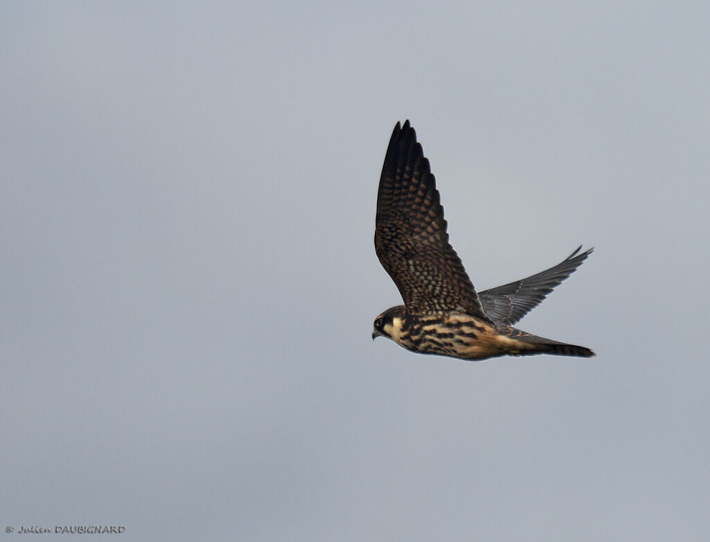 Eurasian Hobby, Flight