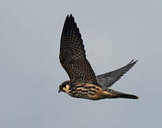 Eurasian Hobby