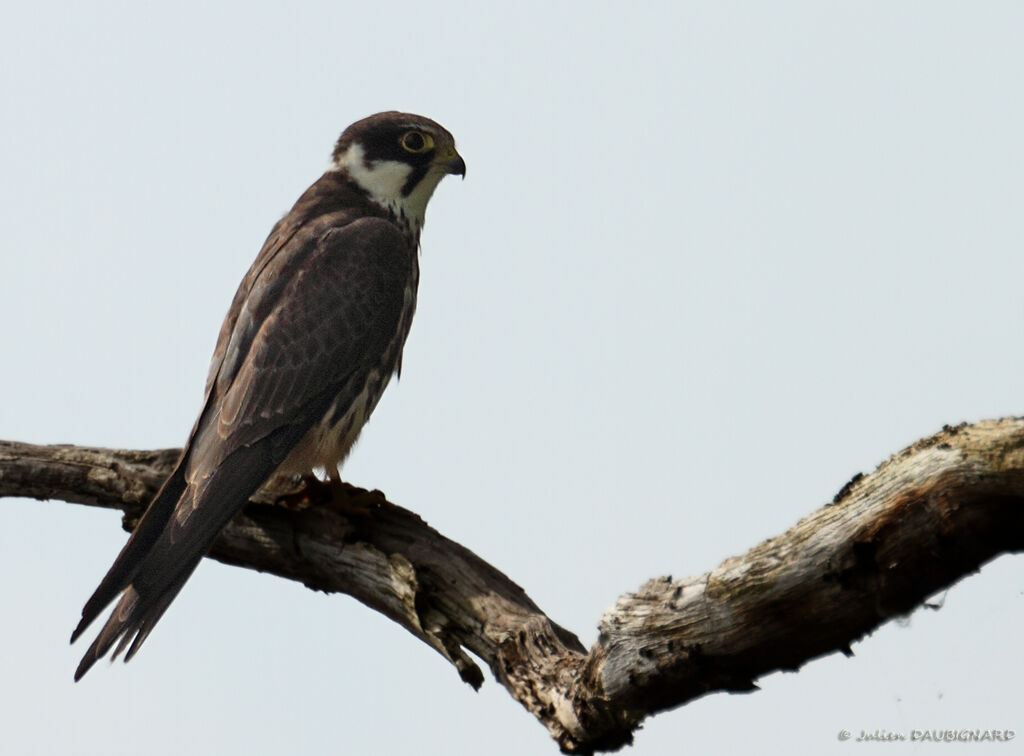 Eurasian Hobby, identification