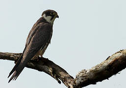 Eurasian Hobby