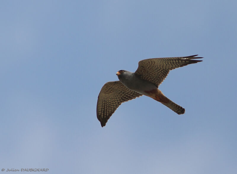 Red-footed Falcon male Second year, Flight