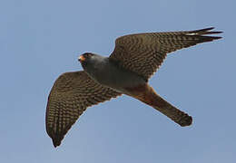 Red-footed Falcon