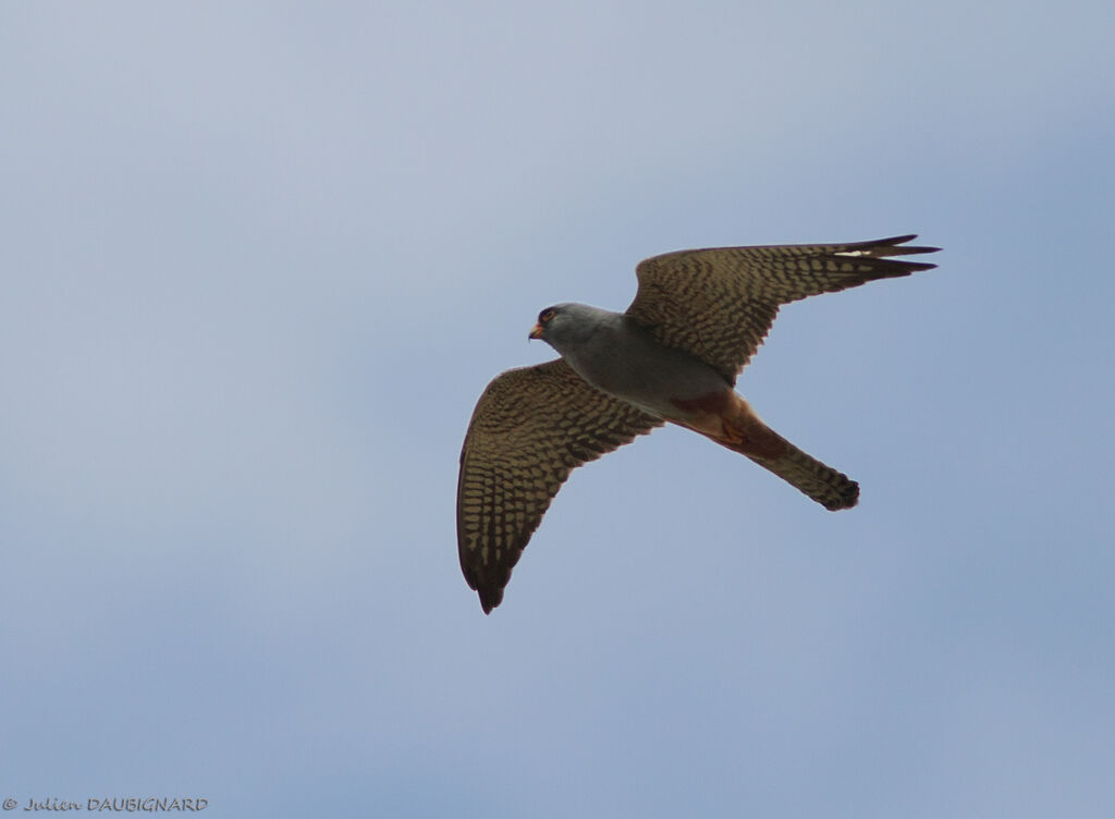 Red-footed Falcon male Second year, Flight