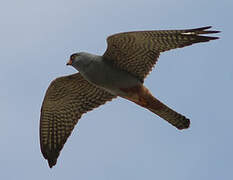 Red-footed Falcon