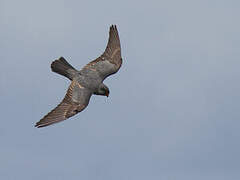 Red-footed Falcon