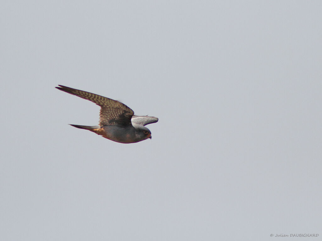 Red-footed Falcon, Flight