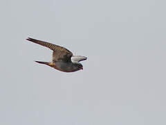 Red-footed Falcon