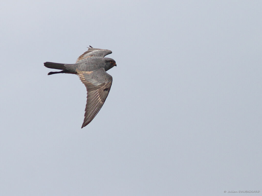 Red-footed Falcon, Flight