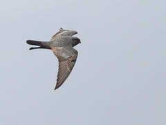 Red-footed Falcon