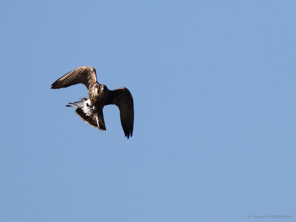 Peregrine Falconimmature, Flight