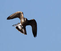 Peregrine Falcon