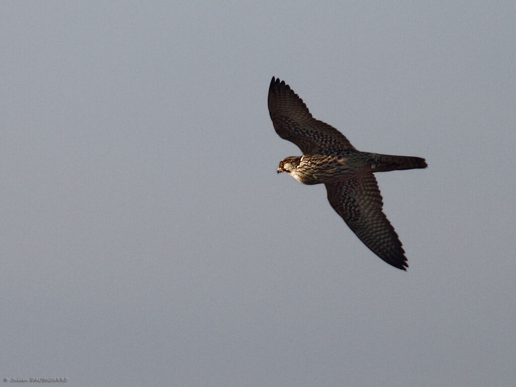 Peregrine Falcon, Flight