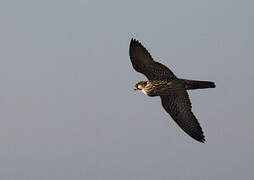 Peregrine Falcon