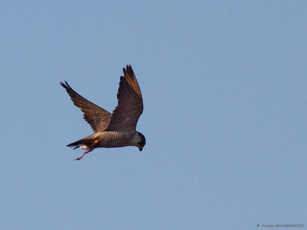 Peregrine Falcon, identification