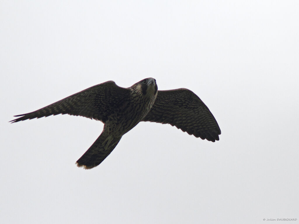 Peregrine Falconimmature, Flight