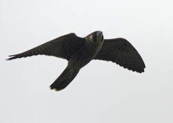 Peregrine Falcon