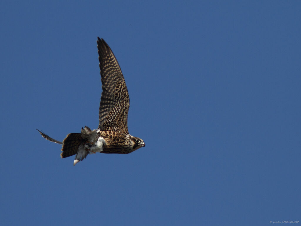 Peregrine Falconimmature, Flight