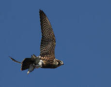 Peregrine Falcon