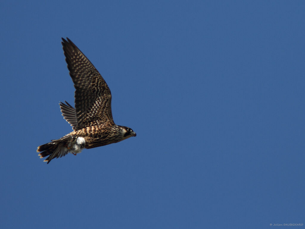 Peregrine Falconimmature, Flight