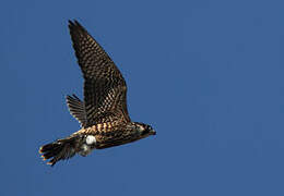 Peregrine Falcon