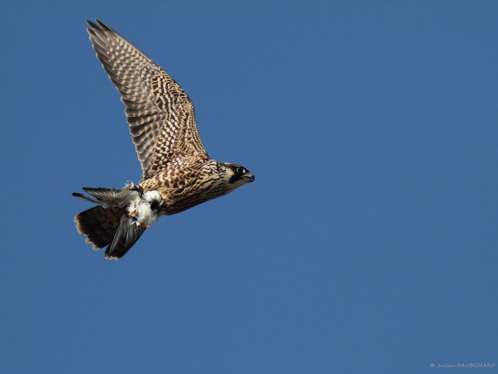 Peregrine Falconimmature, Flight