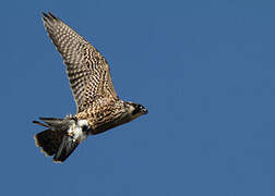 Peregrine Falcon