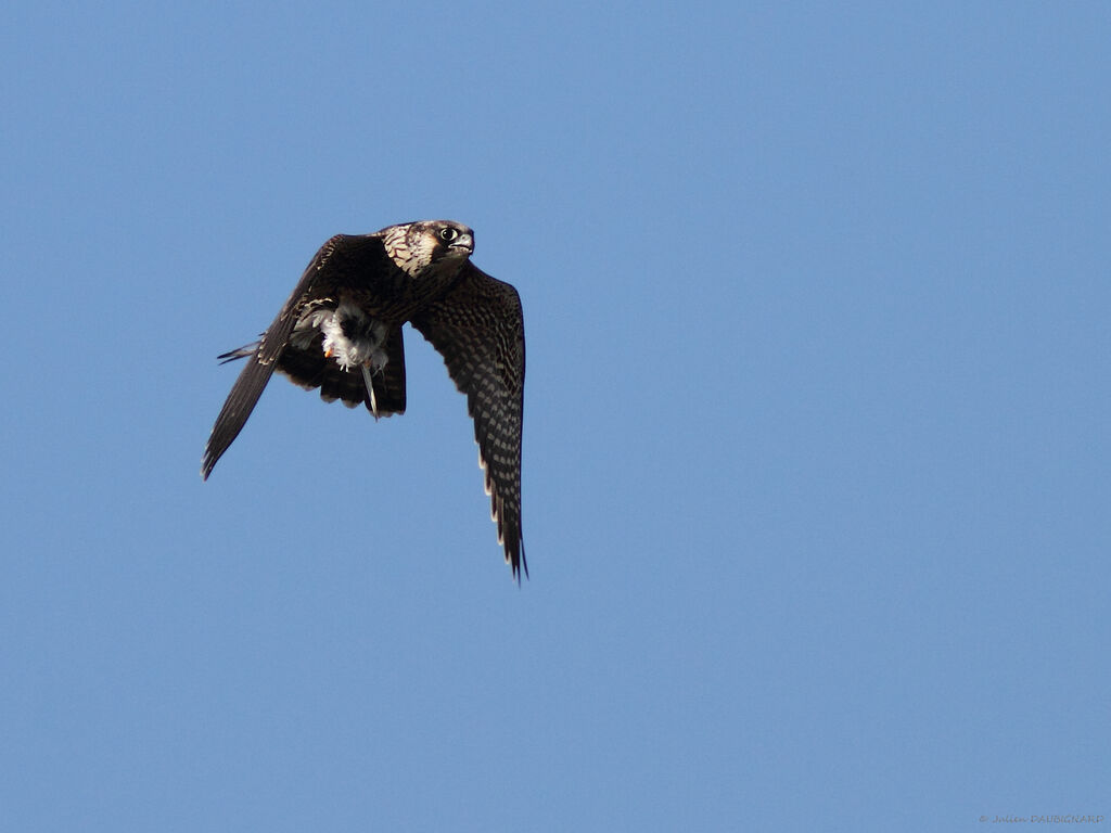 Peregrine Falconimmature, Flight