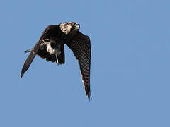 Peregrine Falcon