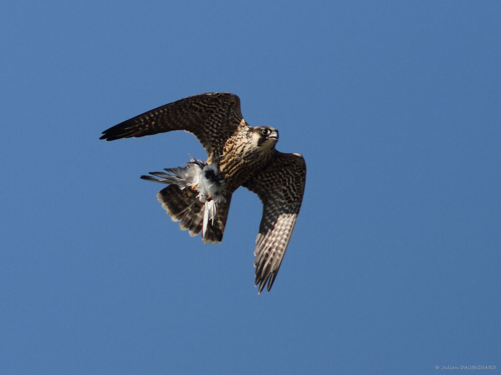 Peregrine Falconimmature, Flight