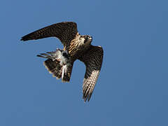 Peregrine Falcon