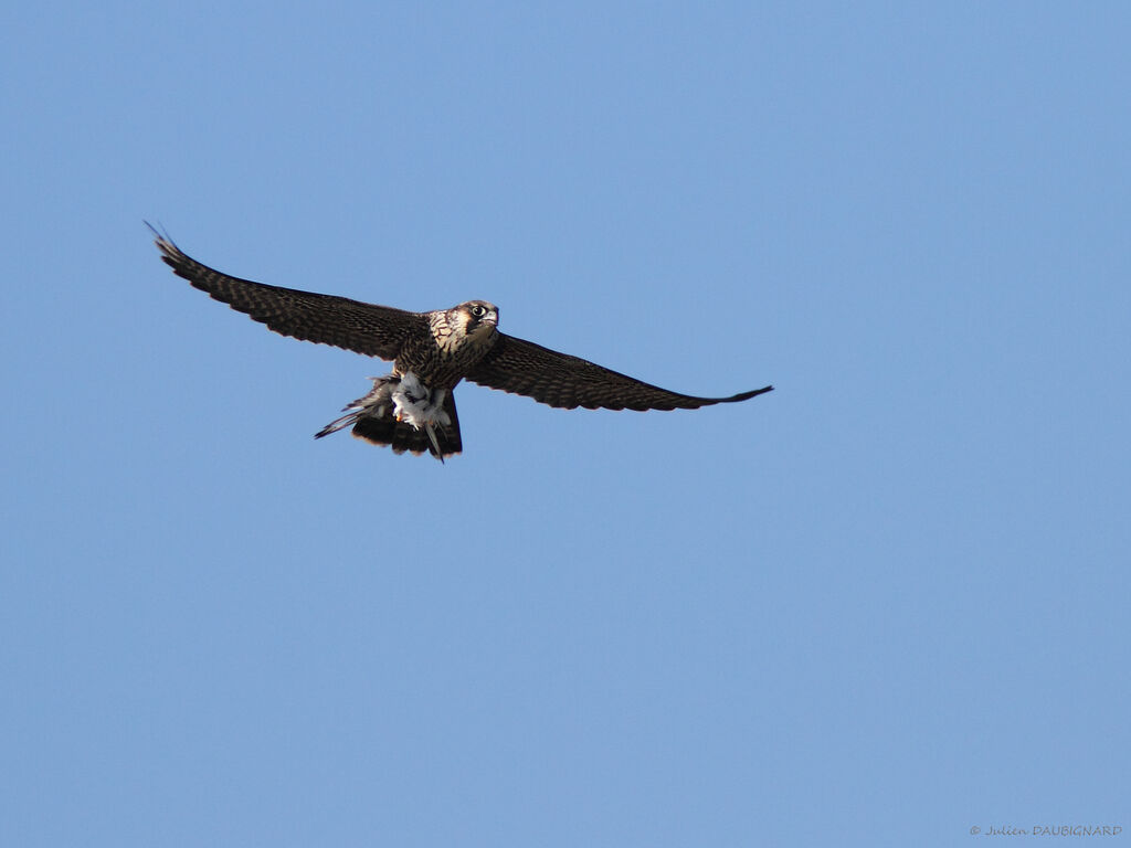 Peregrine Falconimmature, Flight