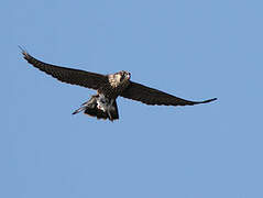 Peregrine Falcon