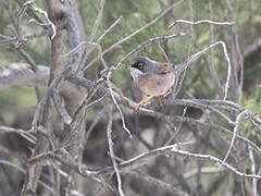 Spectacled Warbler